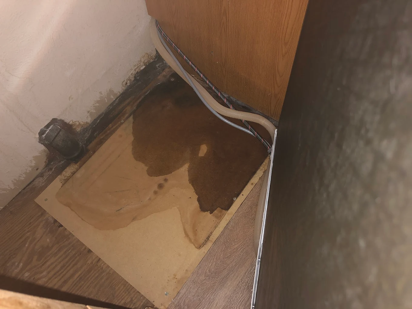 Restoration 1 of Flatirons Highlights Critical Mold Prevention During September Mold Awareness Month