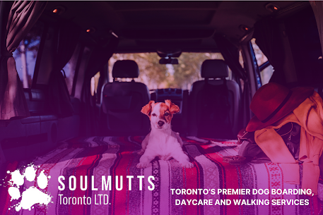 Soulmutts Toronto Expands Specialised Dog Boarding Services