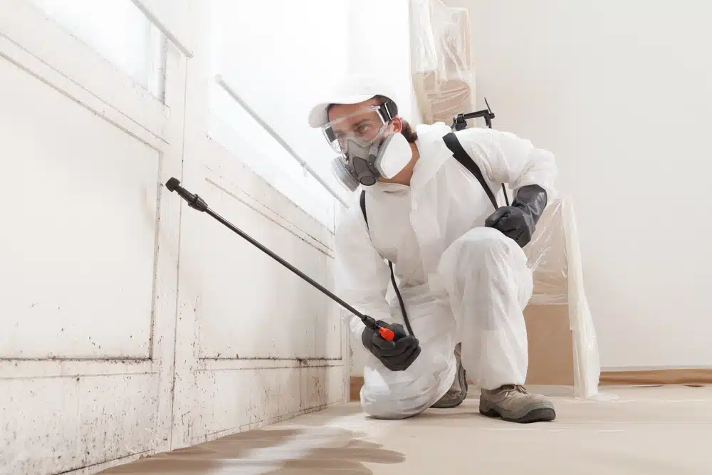American Home Quotes Drives Consumer Protection and Industry Growth by Connecting Homeowners and Top Mold Removal Specialists